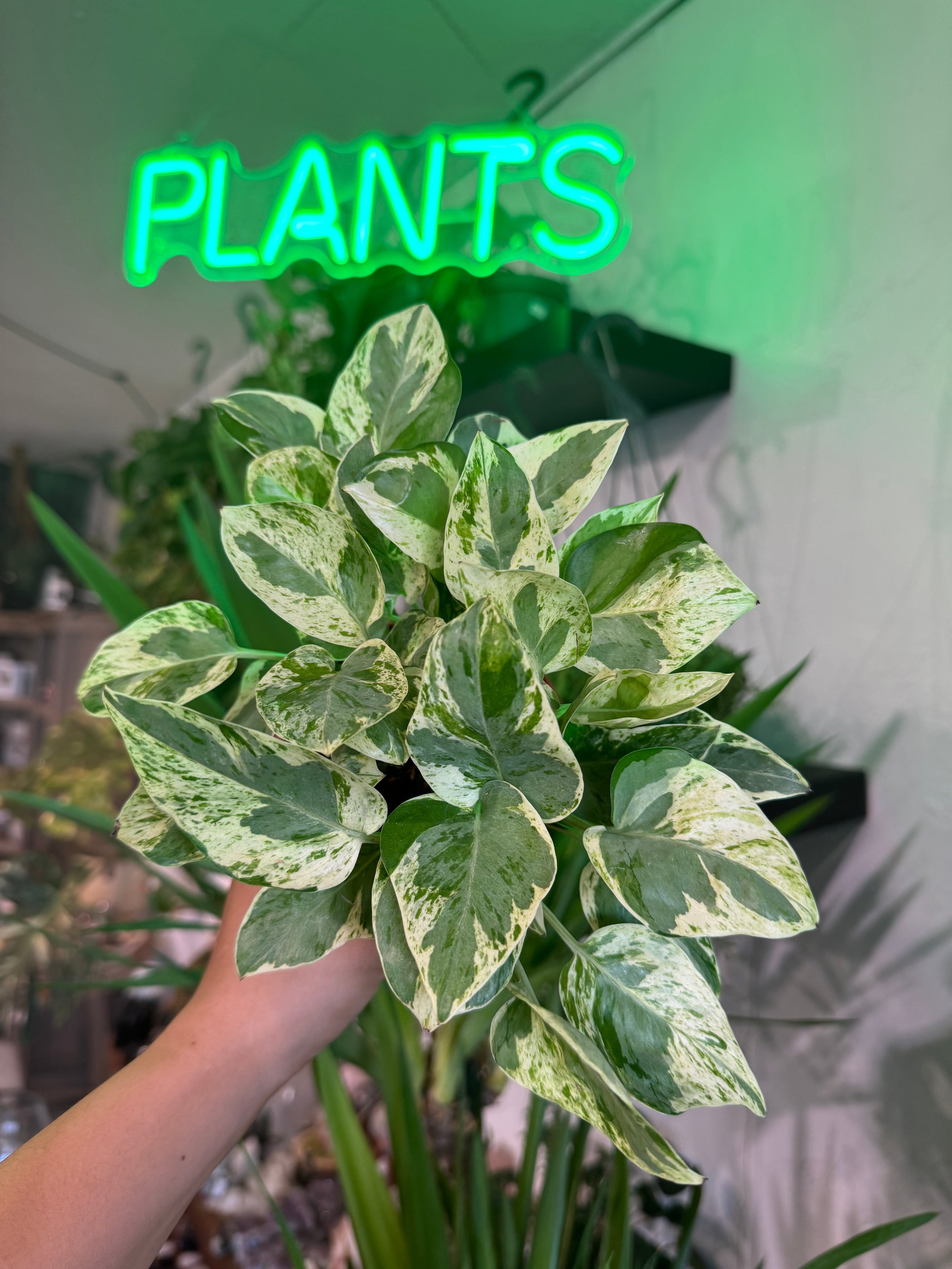 giant money tree Huge Money Tree main image 0