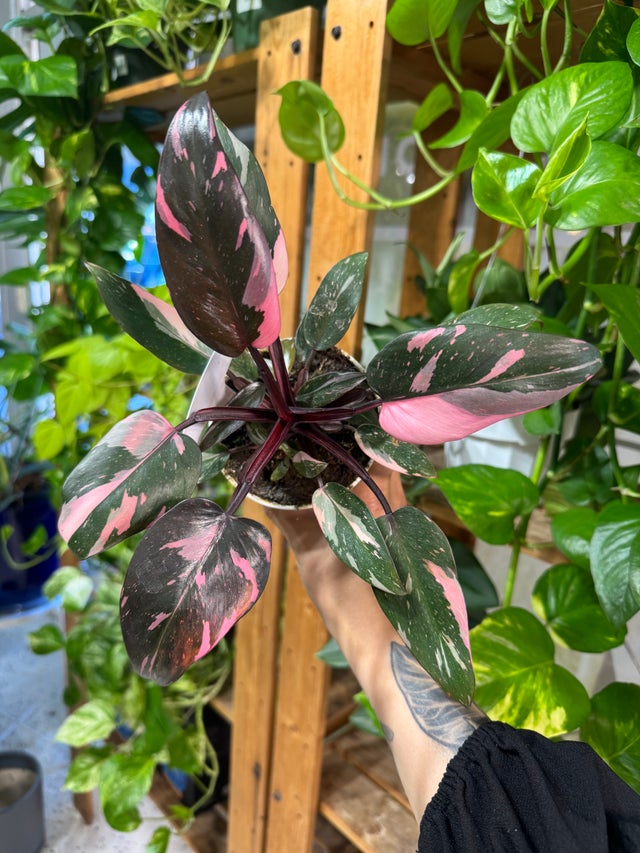 Shop All | The Plant Bodega Co AZ PHX